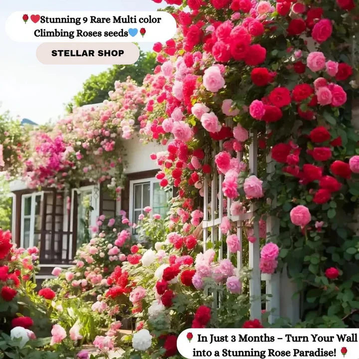 Imported Seeds Elegant Climbing Rose Flowers Seeds