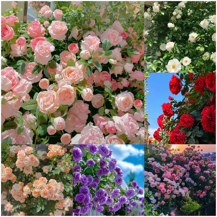 Imported Seeds Elegant Climbing Rose Flowers Seeds